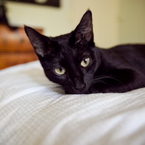 No photo for Olive