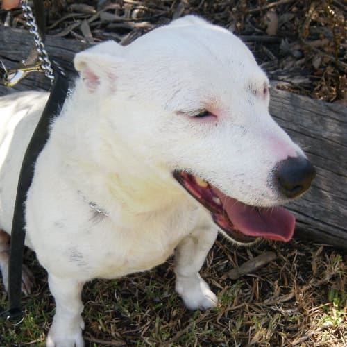 No photo for Pepper (Adoption Pending)