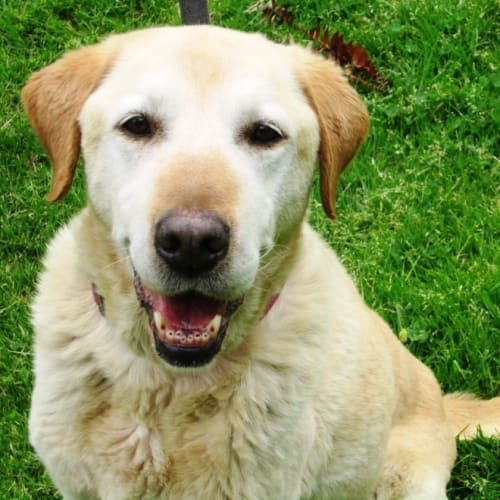 No photo for Toby (No More Enquiries Please)