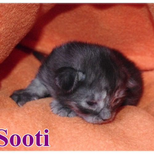No photo for Sooti