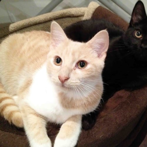 No photo for Tobie And Ollie