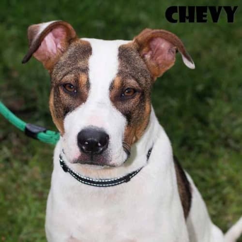 No photo for Chevy   Urgent Foster Carer Needed!!