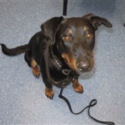 No photo for Pound Dog
