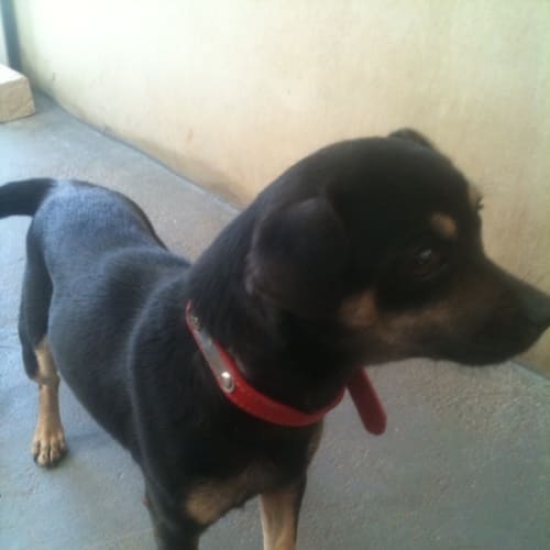 No photo for Sprite Av355 *Adoption Pending*