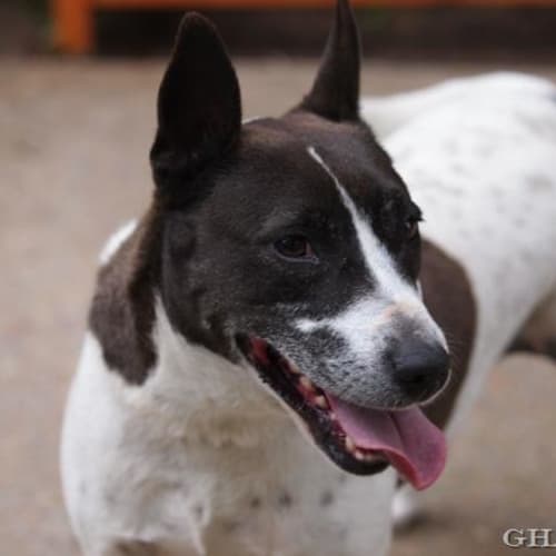 No photo for Charlie ***Dog Of The Week **