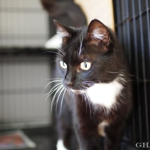 No photo for Tom ***Cat Of The Week **
