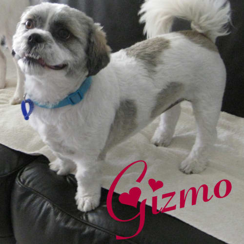 Gizmo (On Trial)