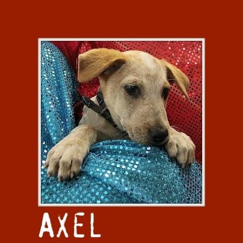 No photo for Axle