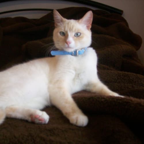 Shilo *Adoption Pending*