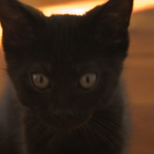 Trixie