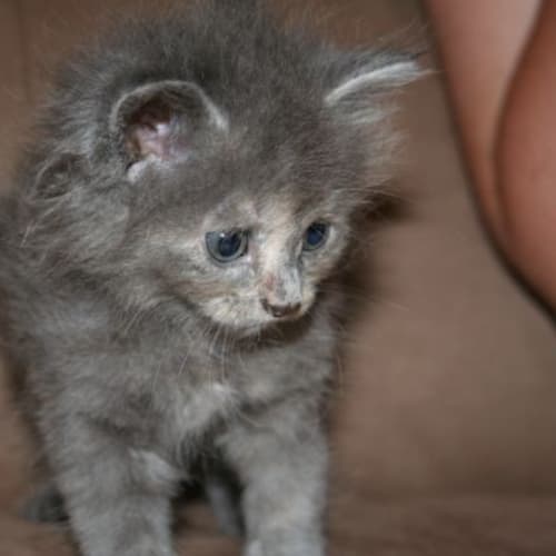 No photo for Angel (Hc069) *Adoption Pending*