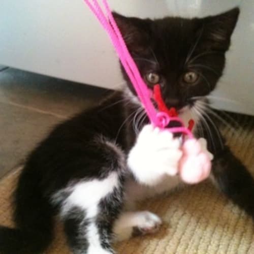 No photo for **On Trial With My New Family** Azula