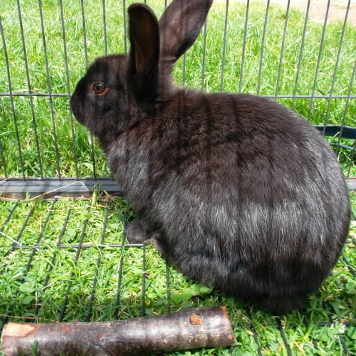 No photo for Bugsy