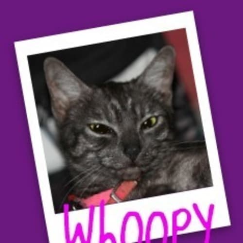 No photo for Mumma Whoopy