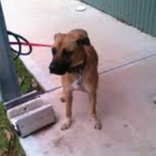 No photo for Pound Girl   Urgent In The Pound  In Need Of Carer