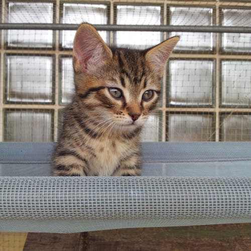 No photo for Huckleberry