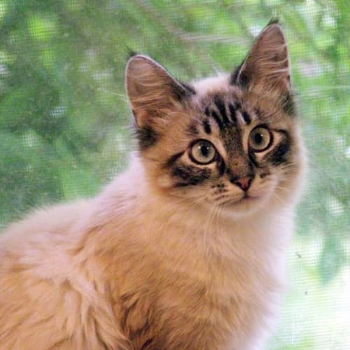 Trent - On Trial in Her New Home!