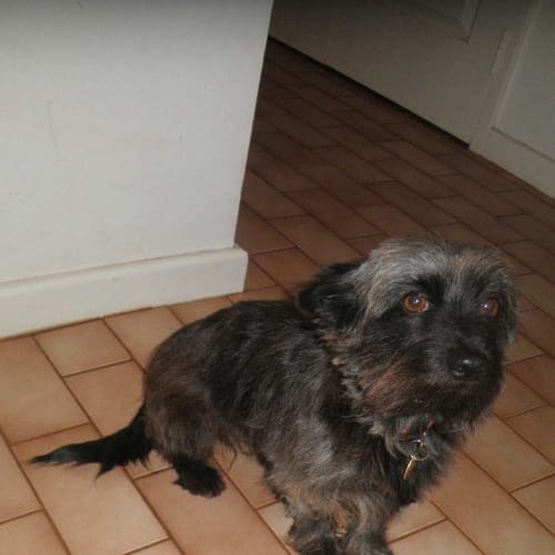 No photo for Millie(td081)*Adopted*