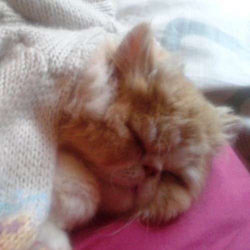 No photo for Jet *Adoption Pending*