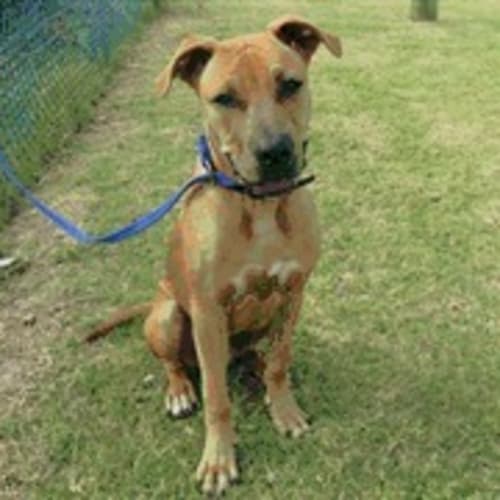 No photo for Under 12 Months Pup In Pound Out By Saturday