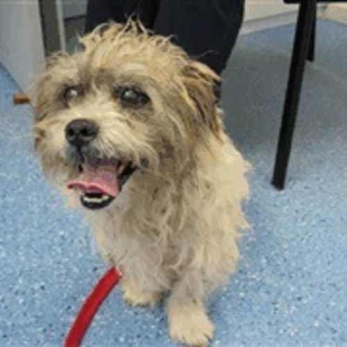 No photo for Pound Dog