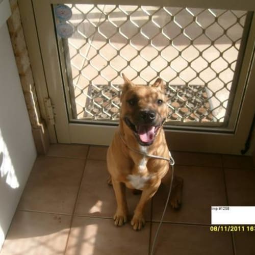 No photo for Pound Dog Urgent Deadline Thursday