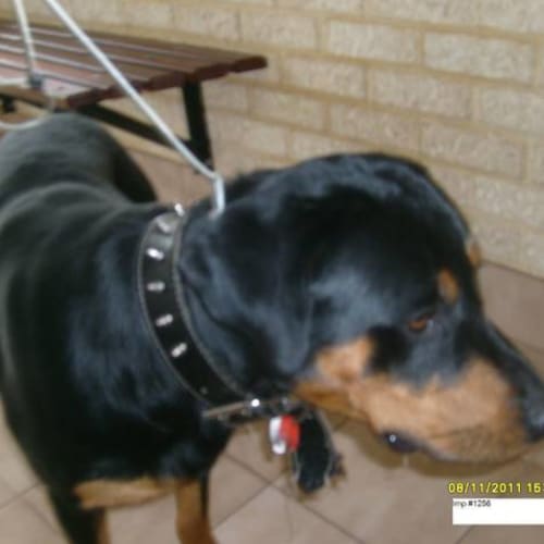 No photo for Pound Dog 11 Month Old Rotti Thursday No Later