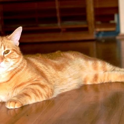 No photo for **On Trial With His New Family** Solo