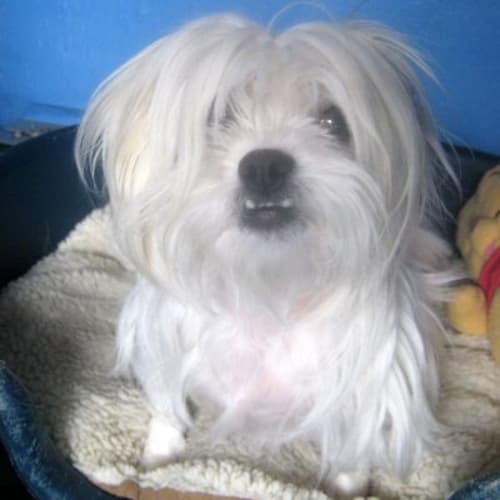 No photo for Tinkerbell 718008