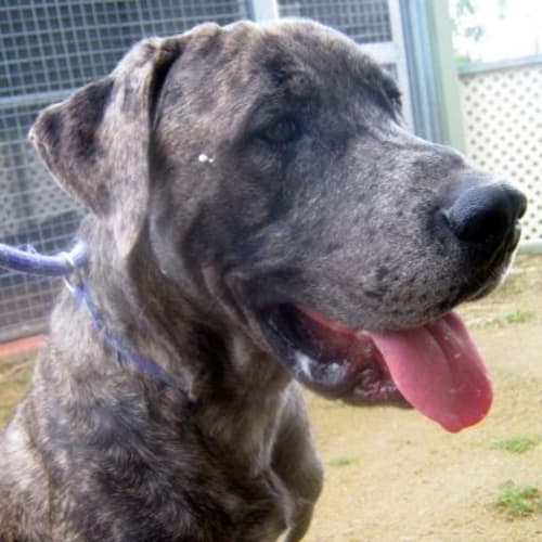 No photo for Axle 718481