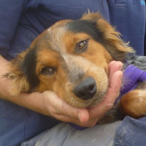 No photo for Blue Grass