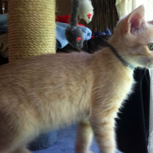 Bingo - On Trial in His New Home!