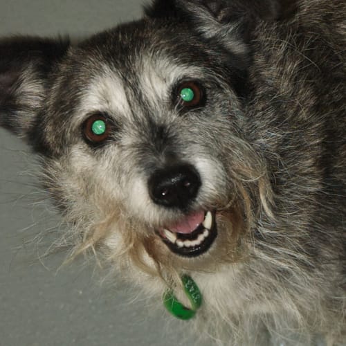 No photo for Urgent Foster Care   Imminent Deadline