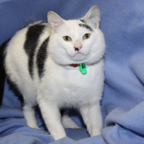 No photo for Patches