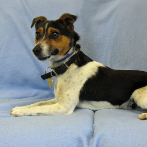 No photo for Two Bob