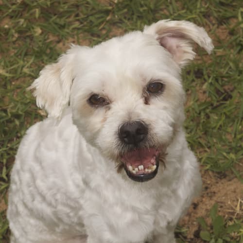 No photo for Charlie