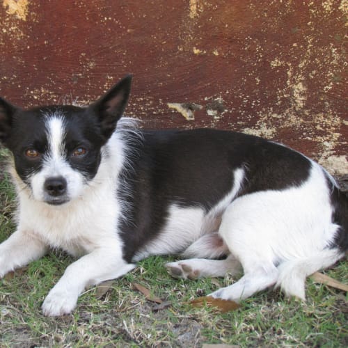 No photo for Buddy Av361