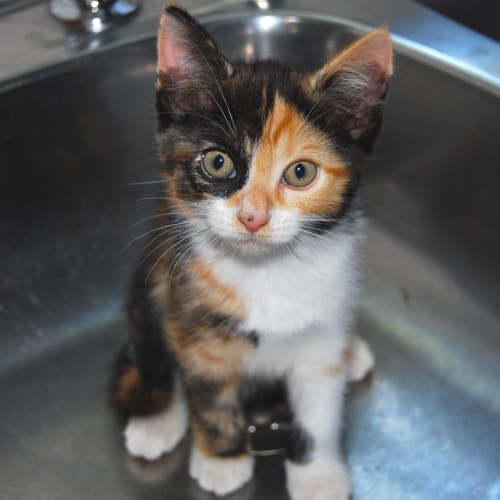 No photo for Hannah   Available For Pre Adoption