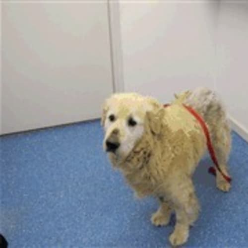 No photo for Pound Dog Deadline Friday