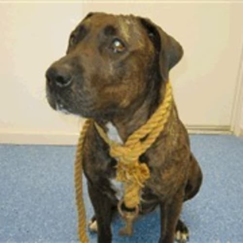 No photo for Pound Dog Foster Carer By Wednesday Deadline