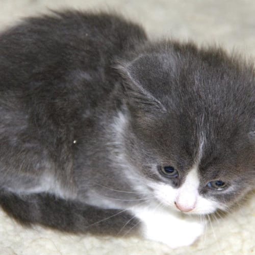Kitten 4