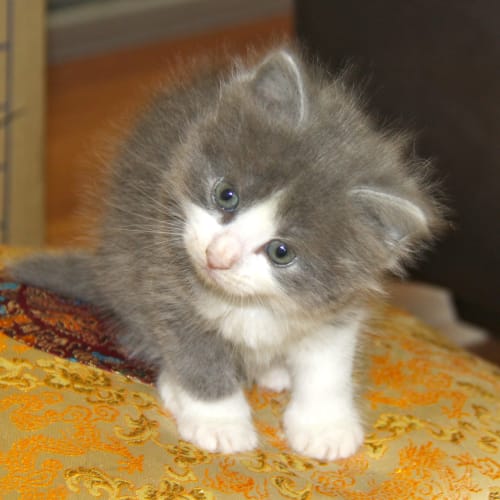Kitten 1