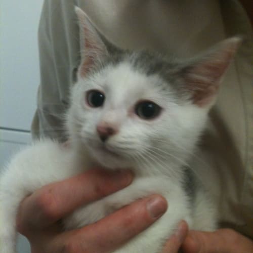 No photo for Blinky Bill (8 Weeks) + 6 Other Kittens Available