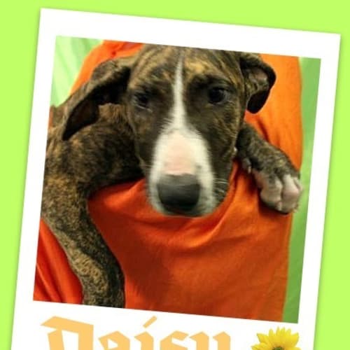 No photo for Daisy
