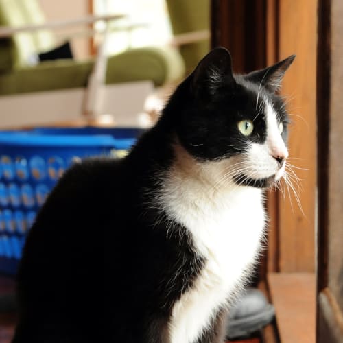No photo for Basil *Adoption Pending*