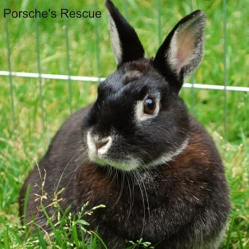Lux -Desexed, Vaccinated and Microchipped -On Hold