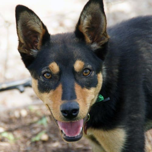 No photo for Juno *On Trial Adoption*