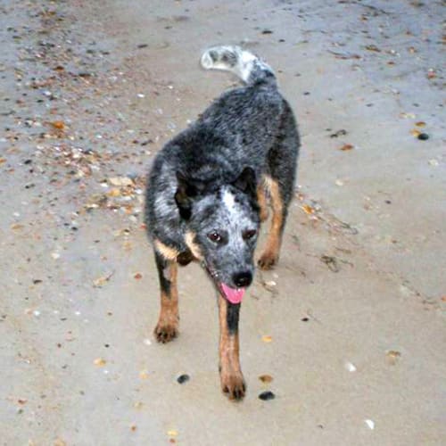 No photo for Tom *On Trial Adoption*