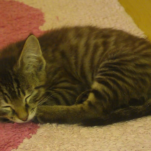 No photo for **Adoption Pending** Asher