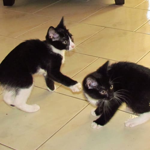 No photo for Kittens!
